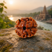 2 Mukhi Abhimantrit Rudraksha