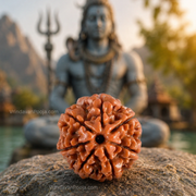 7 Mukhi Abhimantrit Rudraksha