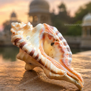Ganesh Shankh - Auspiciousness & Prosperity