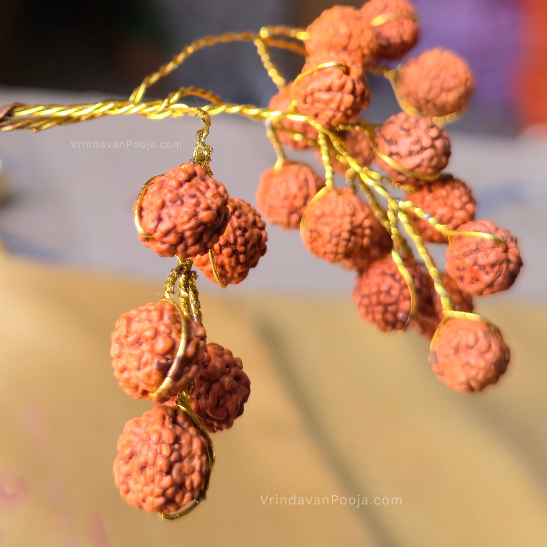 Rudraksha Tree (Abhimantrit)